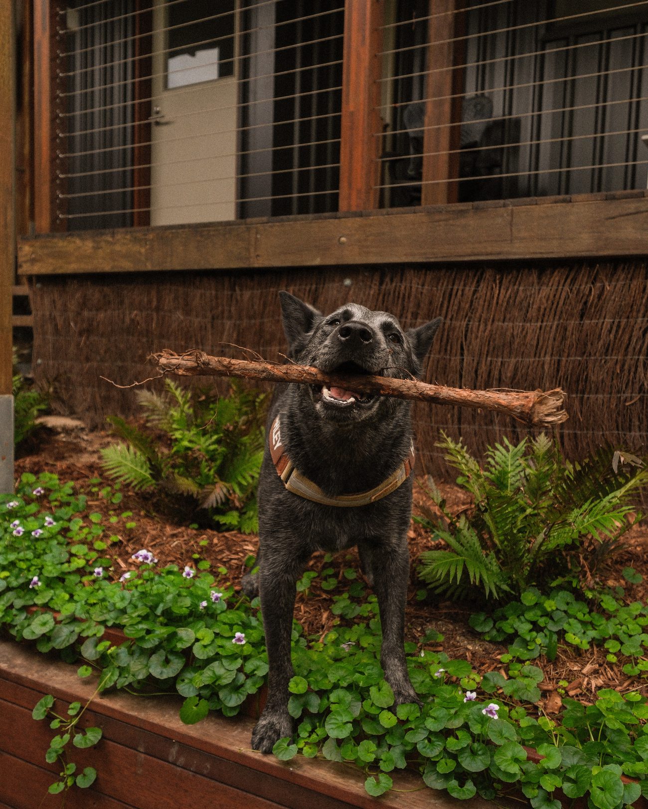 The SaltyDog dog holding a stick in a planted garden bed